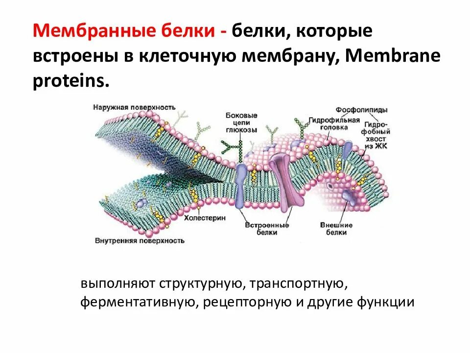 Интегральные белки какие. Периферические мембранные белки функции. Встроенный белок в мембране функция. Белки встроенные в клеточную мембрану. Интегральные полуинтегральные и периферические белки функции.