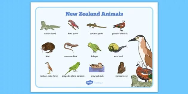 New zealander транскрипция. Животные в новой зеландии на английском. какие животные не обитают в новой зеландии. new zealand animals for kids. какие животные обитают в новой зеландии названия на английском.