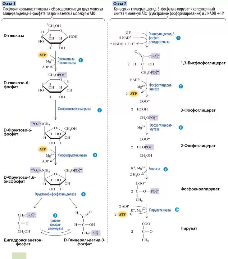 Гликолиз последовательность реакций. Схема аэробного гликолиза Глюкозы. Аэробный гликолиз схема процесса. Схема реакции аэробного гликолиза Глюкозы. Распад Глюкозы до пирувата реакция.