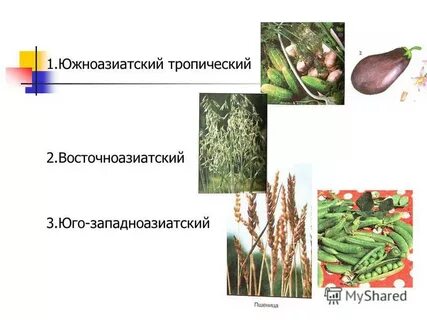 Южноазиатский тропический