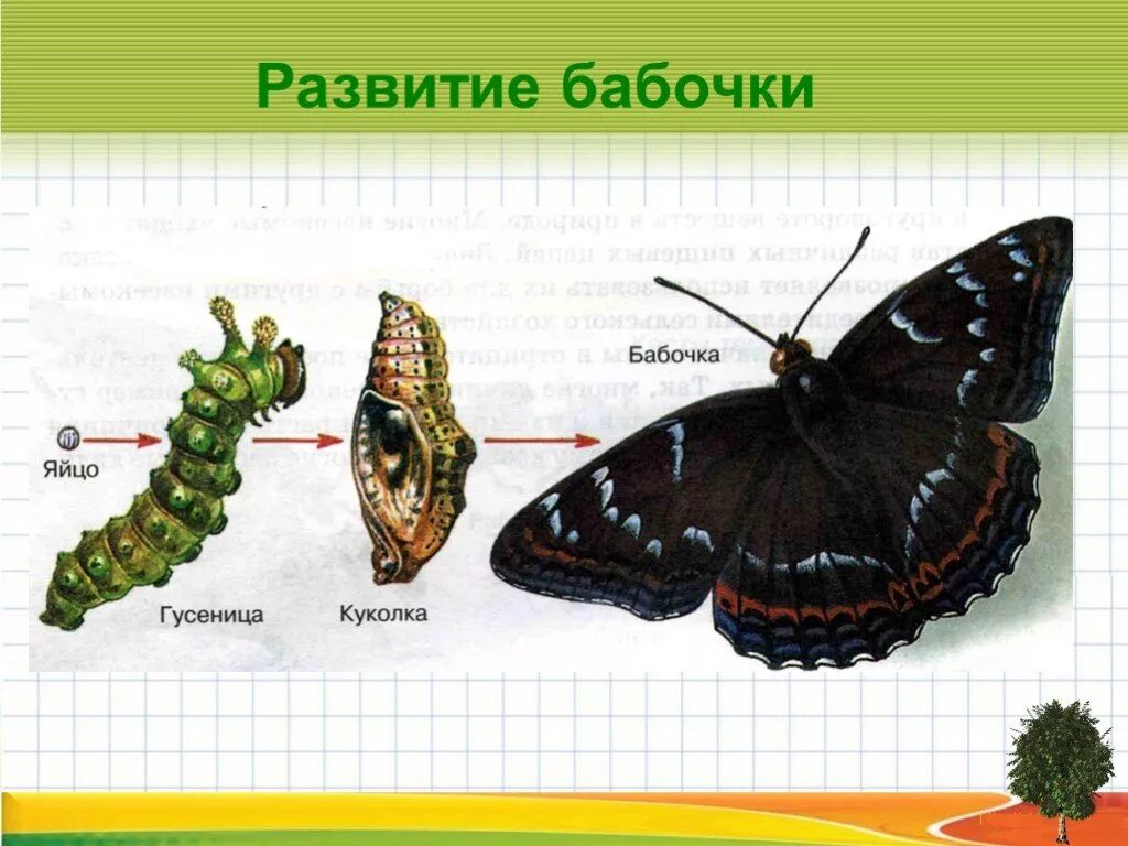 Урок размножение и развитие животных. Полное превращение бабочки. развитие животных. развитие бабочки с полным превращением. модель развития животных.