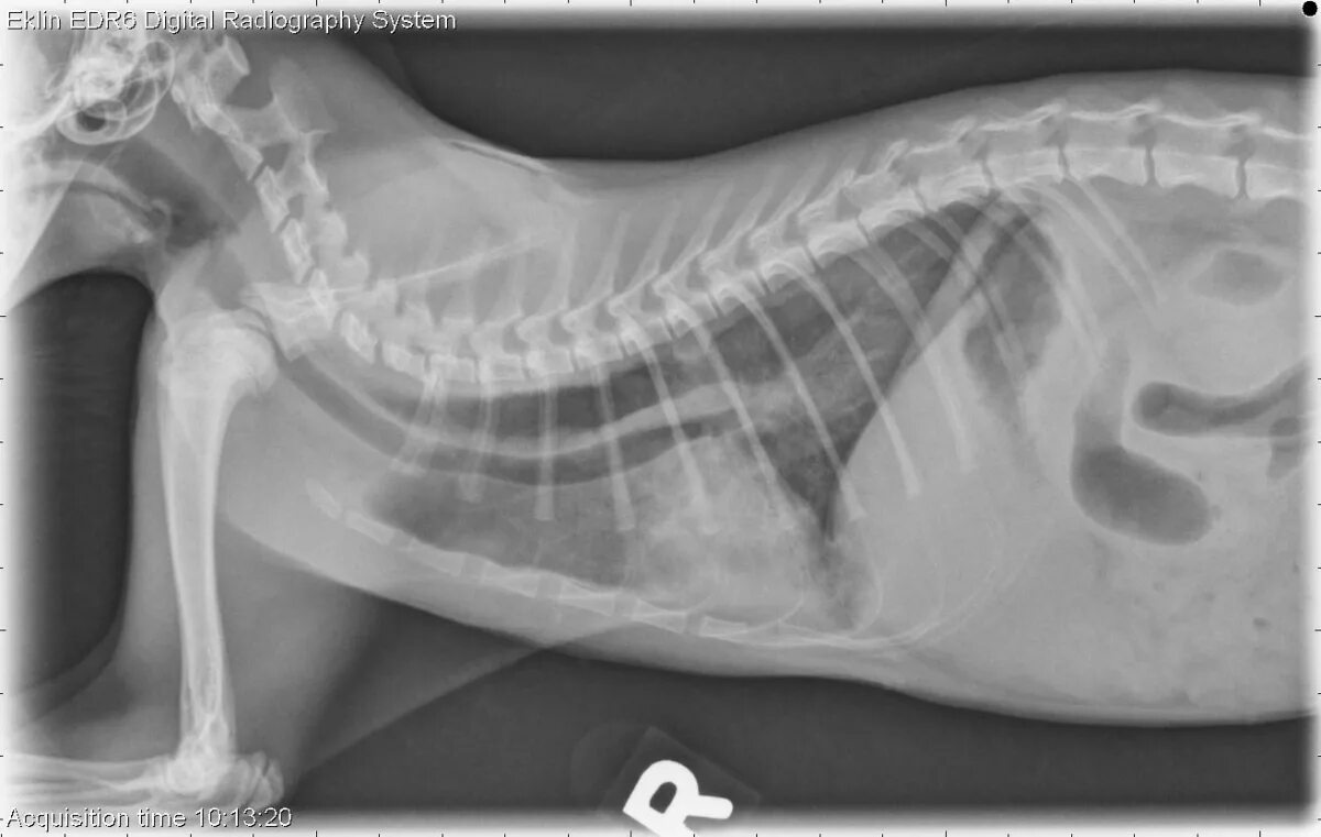 Пищевод кошки. Рентген пищевода собаки норма.