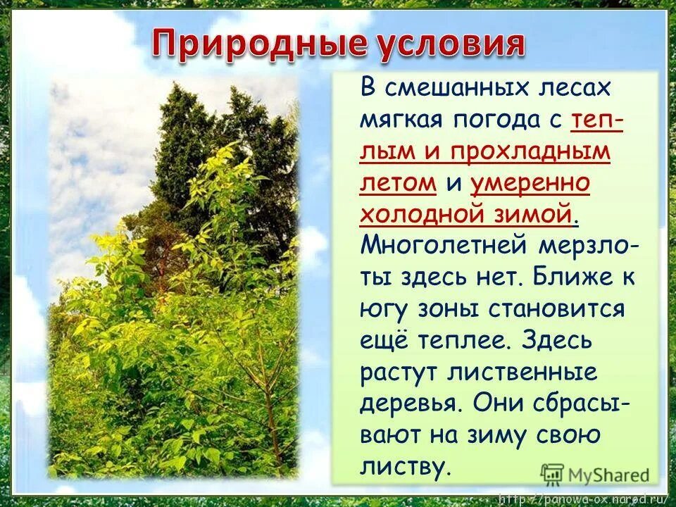 Какие условия в смешанных лесах