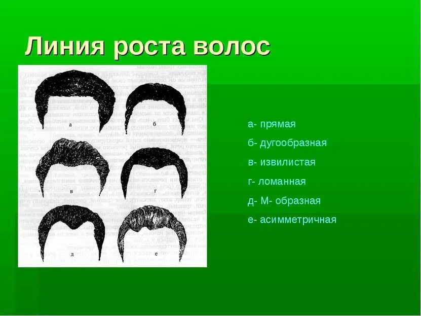 Виды линии роста волос. Габитоскопия криминалистика волосы. линия роста волос. типы линии роста волос. форма линии роста волос.