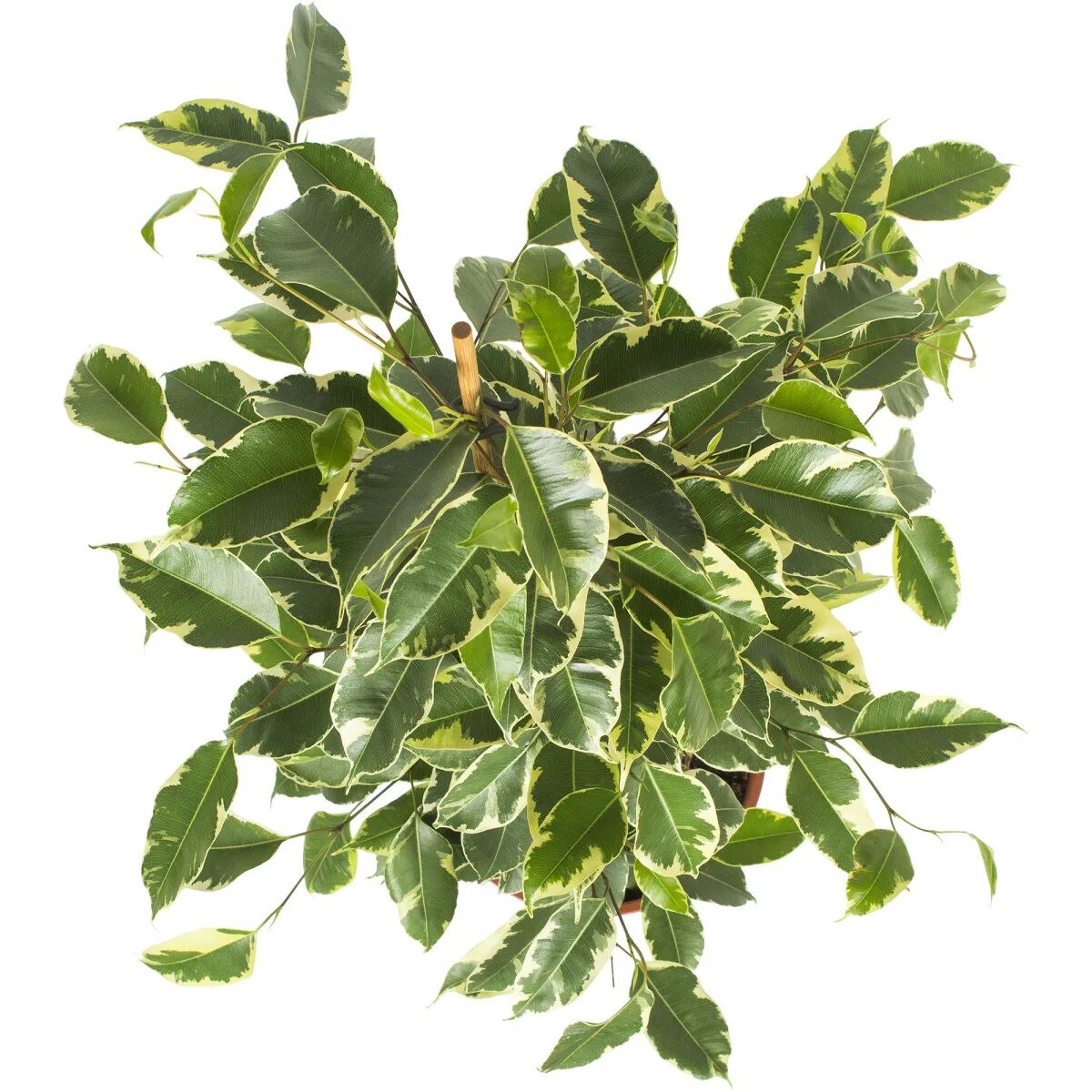 Фикус голден кинг ficus golden king. Фикус бенджамина кинг. Фикус бенджамина golden king. Фикус бенджамина кинг. Фикус голден кинг ficus golden king.