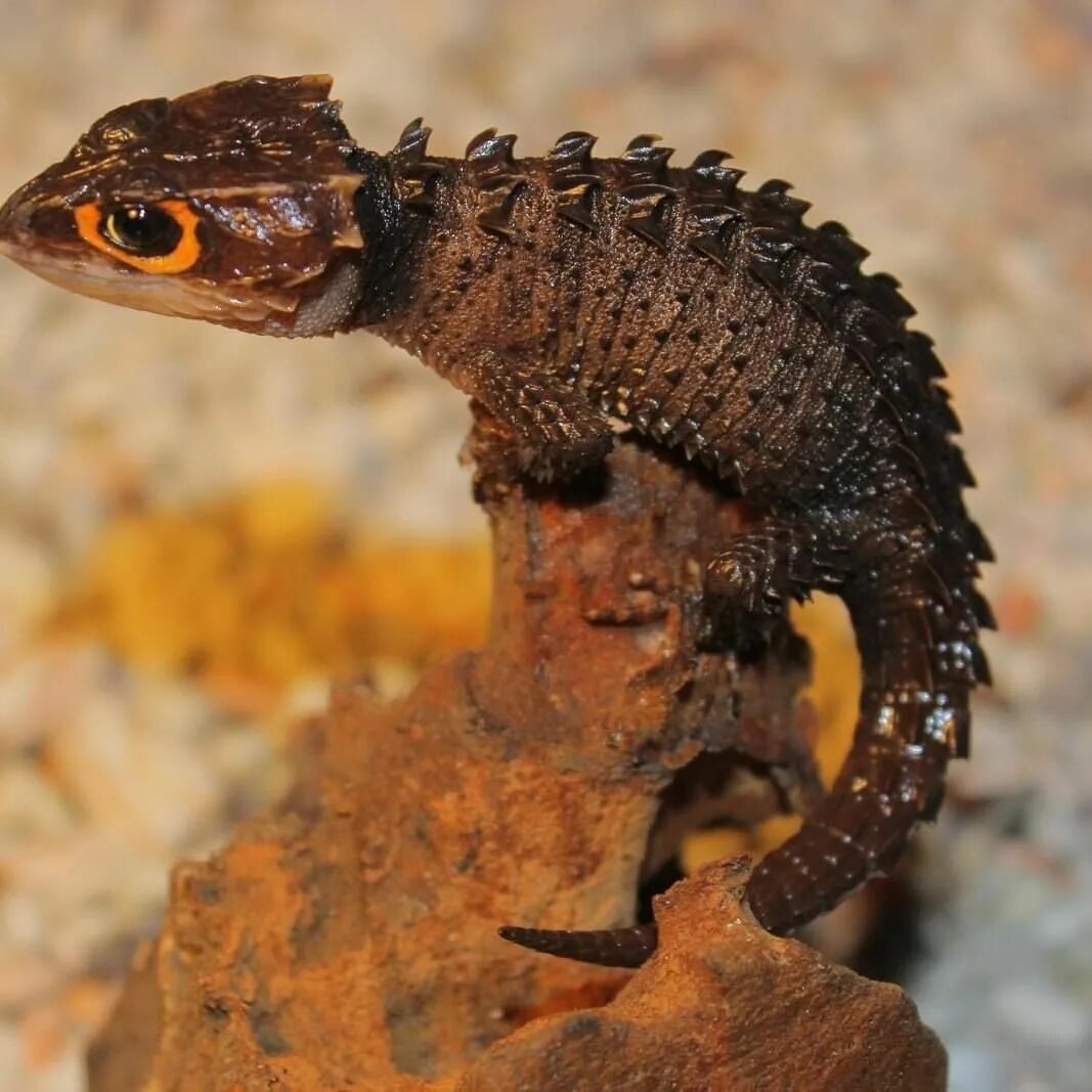 Ящерица крокодиловый сцинк. Крокодиловый сцинк триболонотус. Триболонотус новогвинейский. Новозеландский сцинк. Ящерица крокодиловый сцинк.