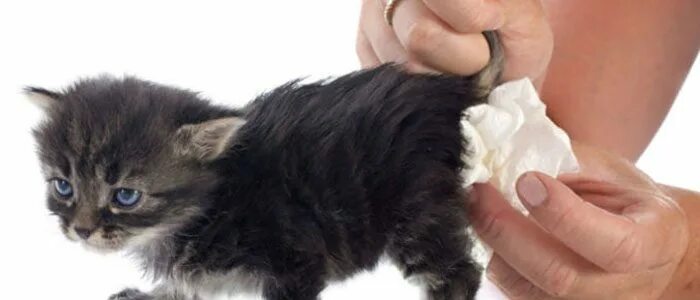 Как выглядит понос у кошки Понос у котенка: причины и лечение в домашних условиях