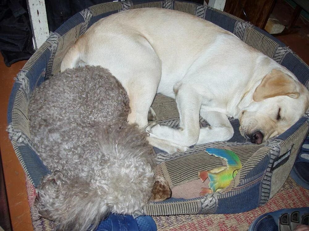 Мама - собака укладывает спать щенков. Как уложить щенка спать. Уложить маленького щенка спать.