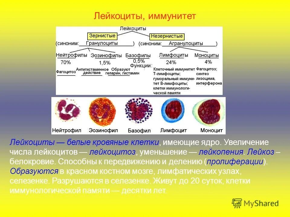 Лейкоциты группа крови. Строение лейкоцитов. Лейкоциты клетки иммунной системы. Лейкоциты строение и функции. Красный костный мозг лейкоциты.