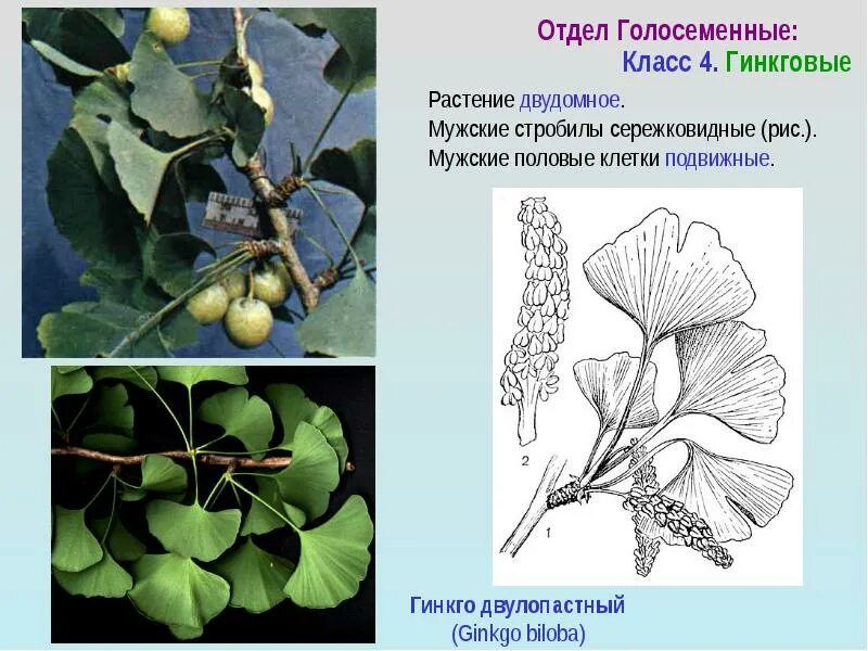 Голосеменные гинкго. Гинкго билоба голосеменные. отдел голосеменные класс гинкговые. гинкго двулопастный отдел. гинкго голосеменное растение.