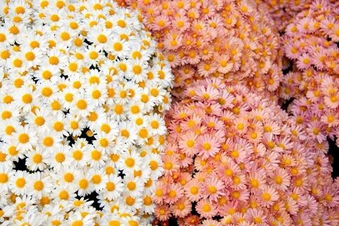 But flowers