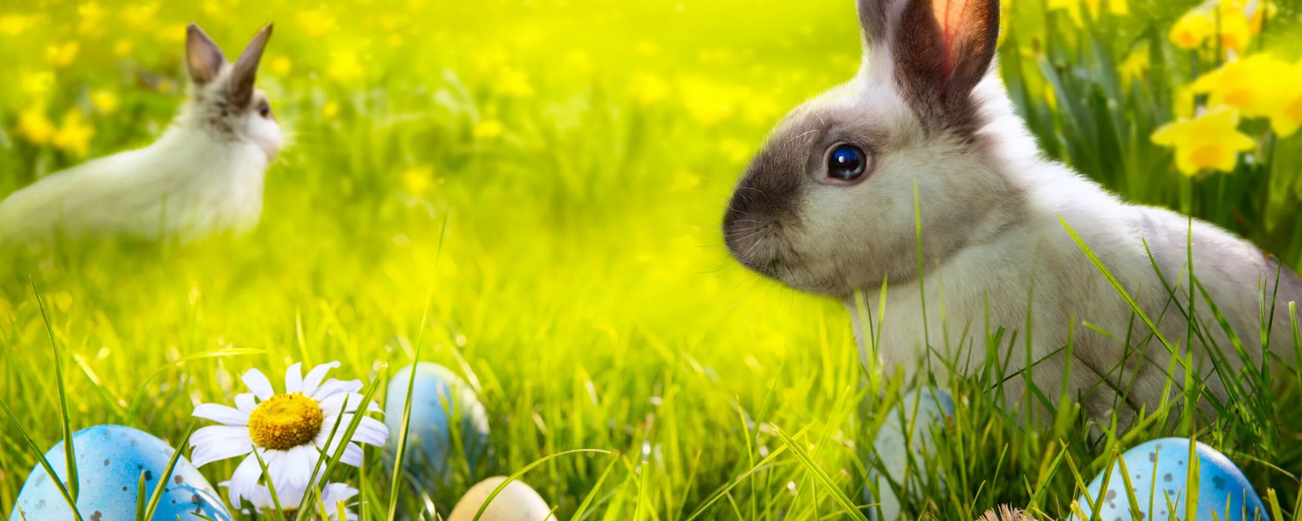 Spring rabbit