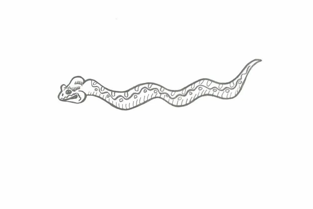 Рисунок в длину. Змея вытянутая рисунок. Змея в длину рисования. Змеи карандашом. Как нарисовать змею.