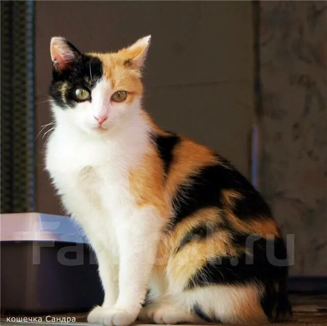 Questions about calico cats run the gamut from: "Do male calico cats exist?" to 