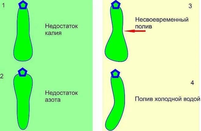 Огурцы по форме. Огурцы неправильной формы. Что не хватает огурцам по форме. Чеготне хватает огурцам.