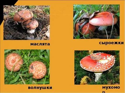 Грибы подосиновик сыроежки