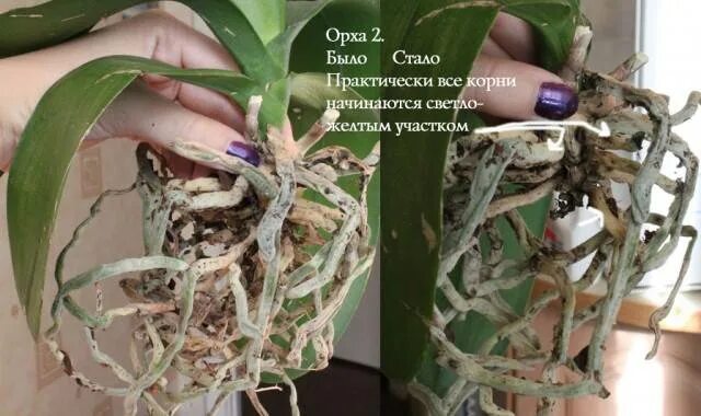 Спящие корни орхидеи фаленопсис. У орхидеи сохнут корни. Орхидея фаленопсис сохнут корни. Закукленные корни орхидеи.