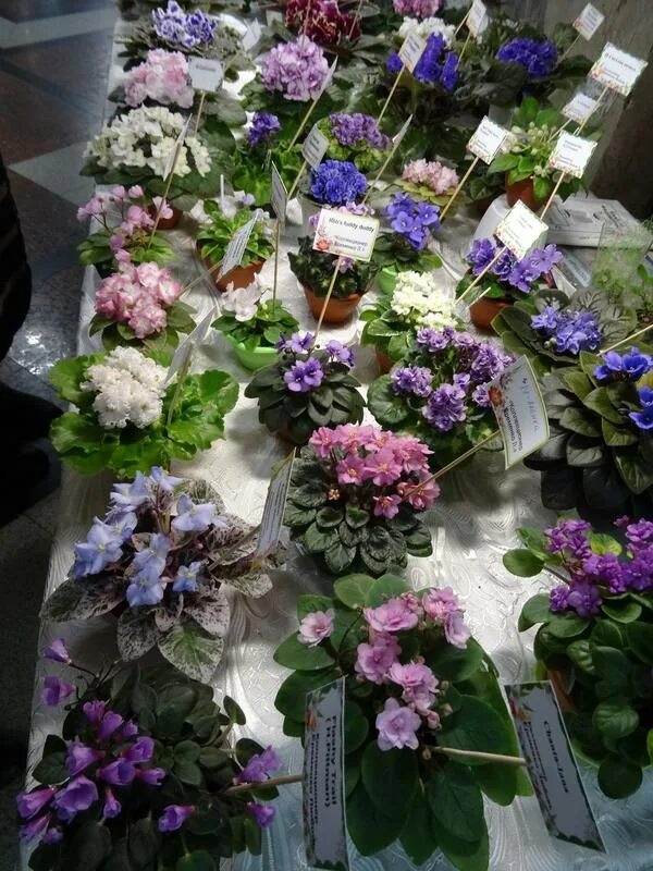 название выставки про цветы. невский дом фиалки в санкт-петербурге. ярмарка цветов краснодар. выставка цветов в краснодаре. выставка цветов викраснодаре.