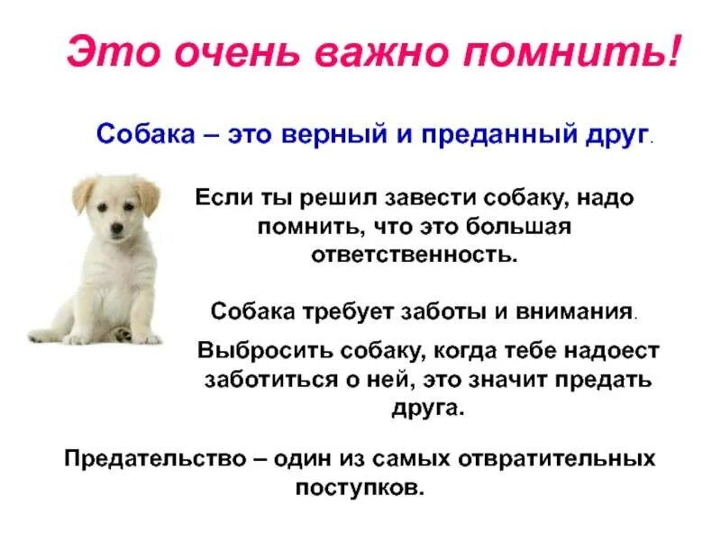 Что надо делать собаке