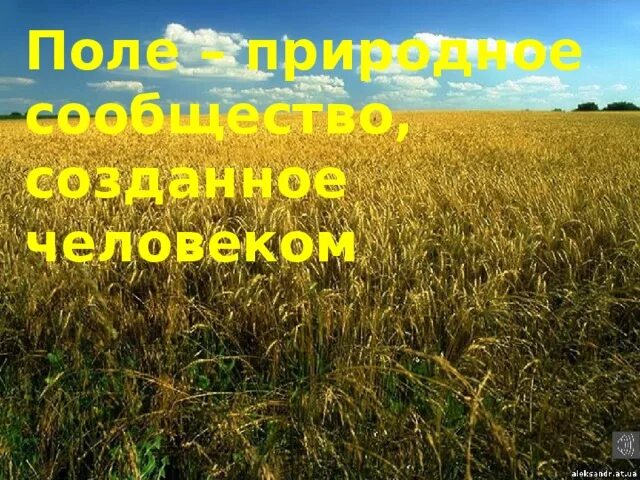 Природное сообщество поле 5 класс. Природное сообщество поле. Презентация природное сообществе поля. Рассказ о поле. Поле окружающий мир 3 класс.