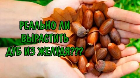 Ребята дубом