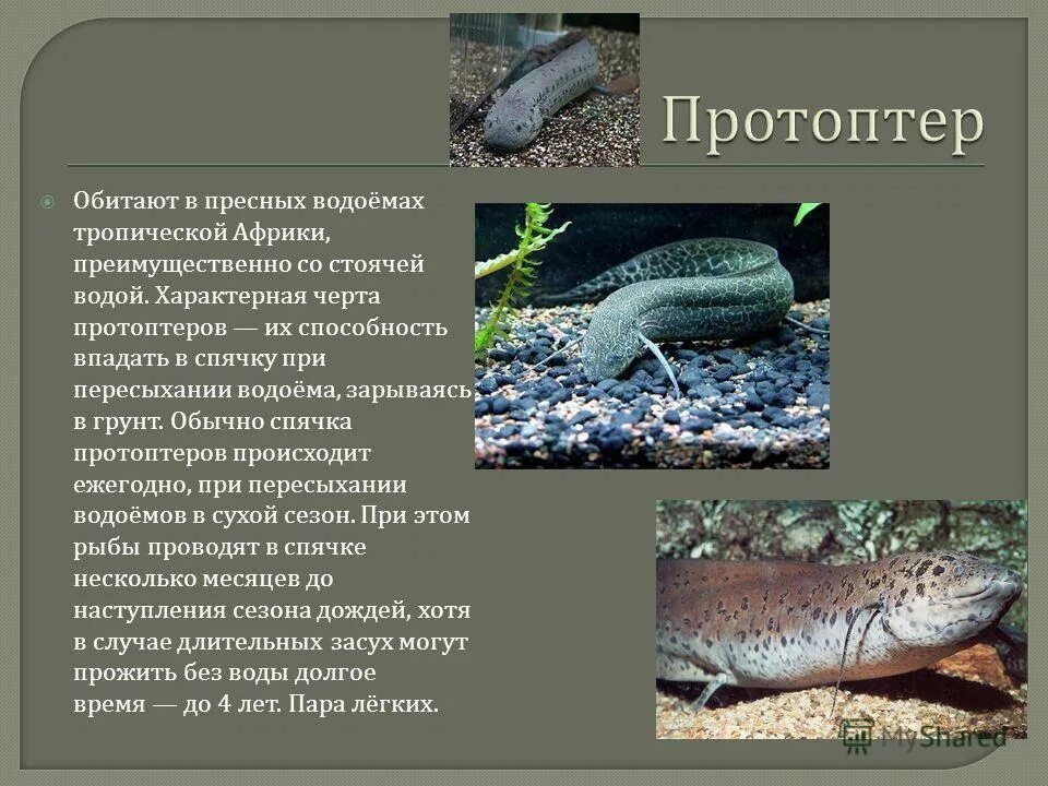 обитатели водоемов. обитают преимущественно в водоемах. пресноводные водоемы. рыбы обитающие в пресной воде. сомообразные рыбы представители.