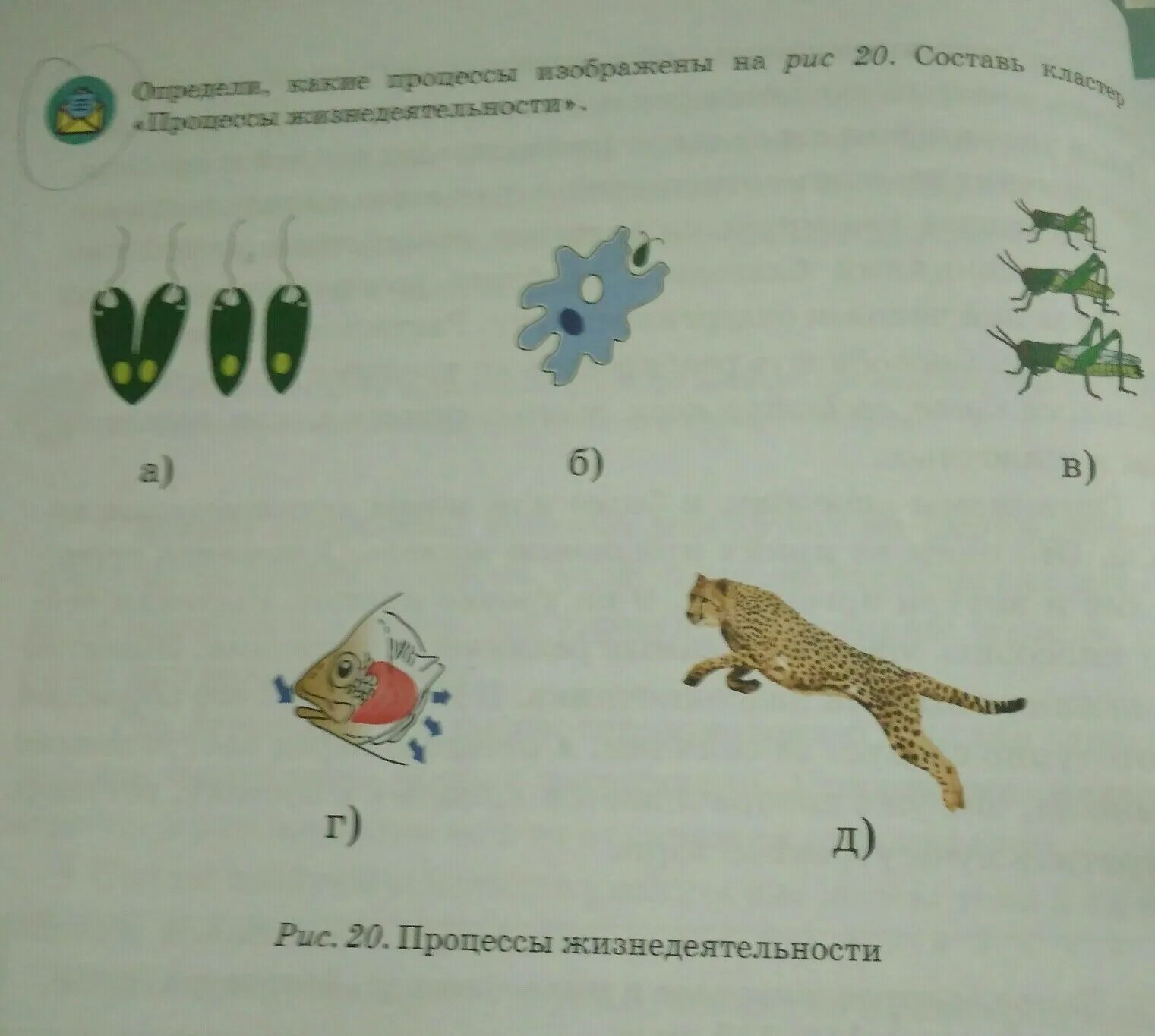 Процесс жизнедеятельности изображен на рисунке. Кластер процессы жизнедеятельности. Составить кластер" процессы жизнедеятельности организма". Назовите изображённый на рисунках процессы жизнедеятельности. Какой из процессов жизнедеятельности животного изображен на рисунке.