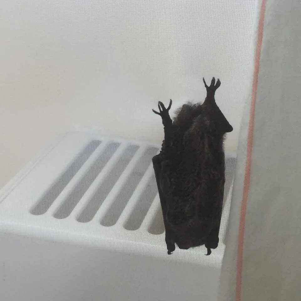 Летучая мышь в комнате. Летучая мышь в комнате. Летучие лисы. Летучая мышь в квартире. Летучая мышь залетела.