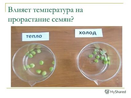 Влияет температура на прорастание семян