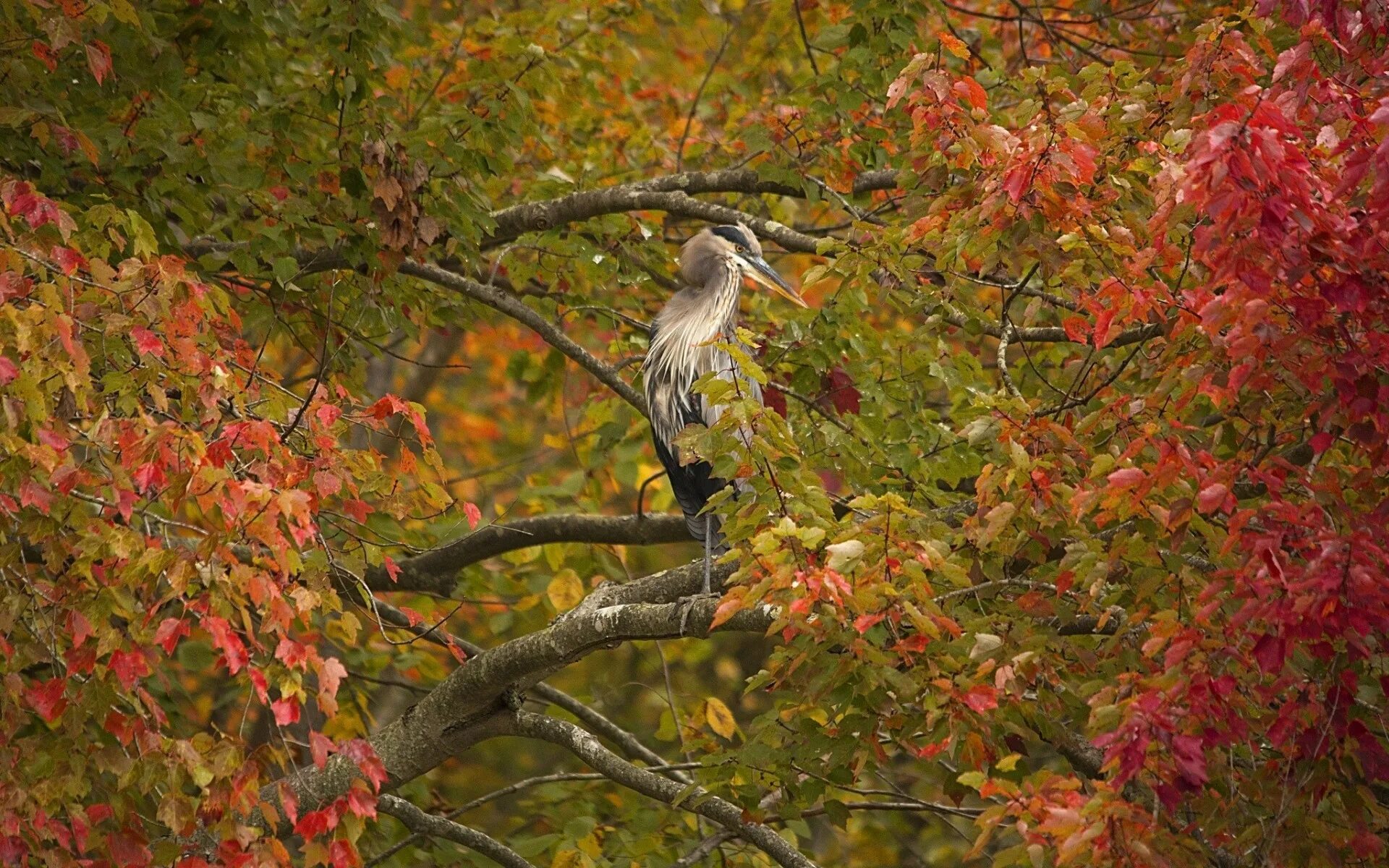 Autumn birds. Осенние птицы. Осень птицы. Птицы осенью. Птицы в листве.