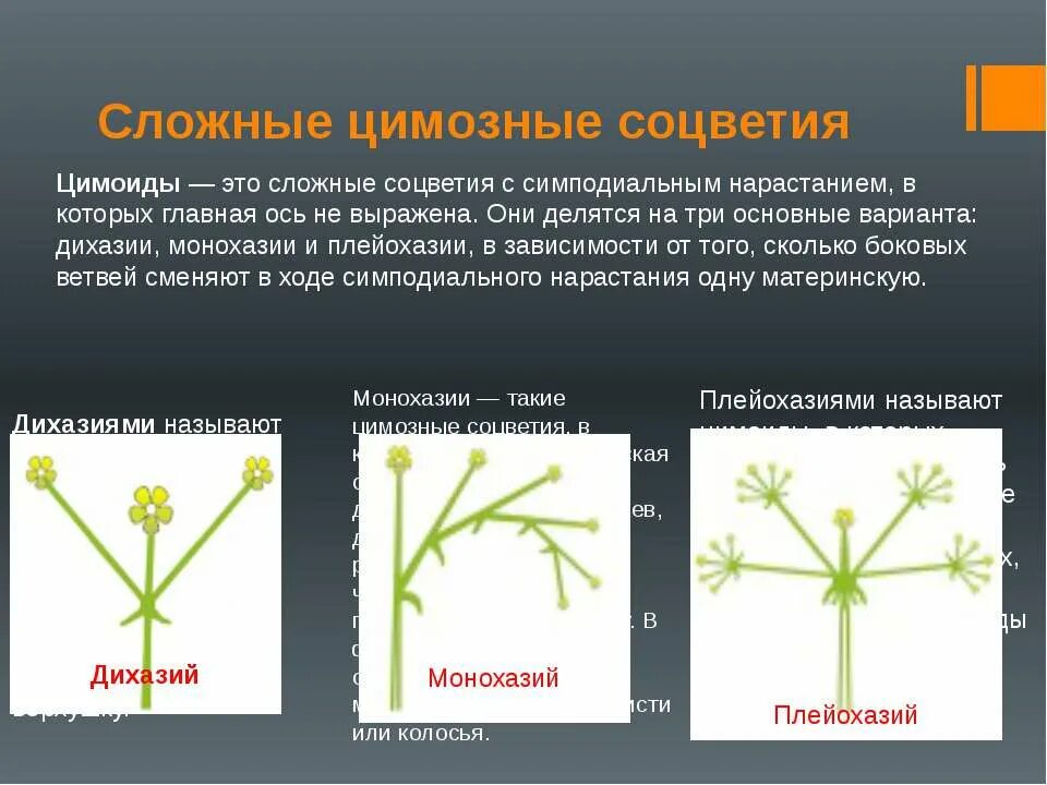 Дихазий и монохазий. Монохазий дихазий плейохазий. Дихазий соцветие. Схема соцветия монохазий. Какое из перечисленных соцветий относят к сложным