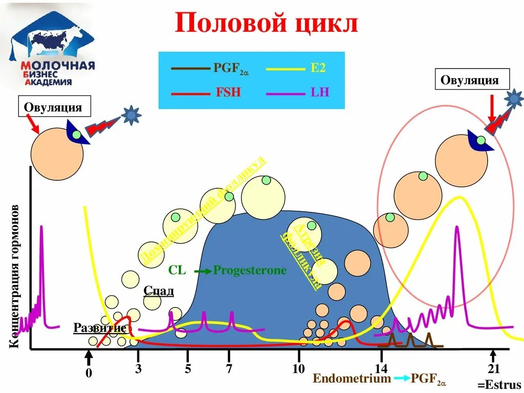 Этапы полового цикла. Схемы синхронизация полового цикла у коров. Схемы синхронизации КРС. Физиология полового цикла коровы. Стадии полового цикла у коров.