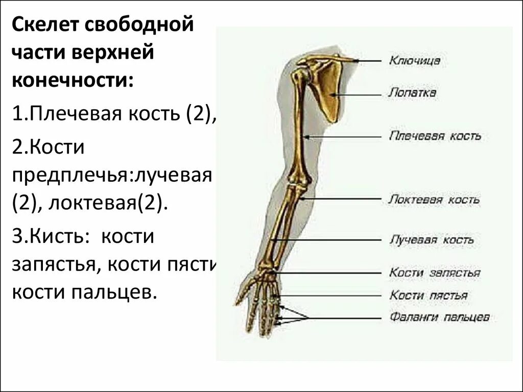 Скелет свободной верхней конечности анатомия. Плечевая кость строение на скелете. Строение скелета предплечье плечо. Плечо предплечье кисть анатомия латынь. В скелет верхних конечностей входит