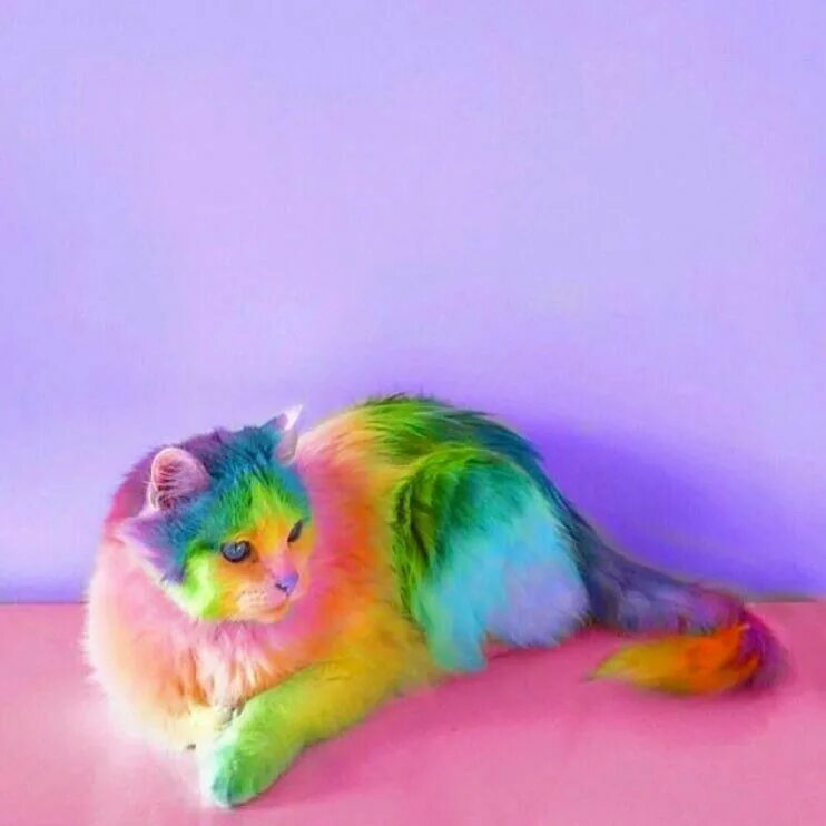 Rainbow petting. Радужная кошка. Радужные котята. Разноцветная кошка. Крашенные коты.