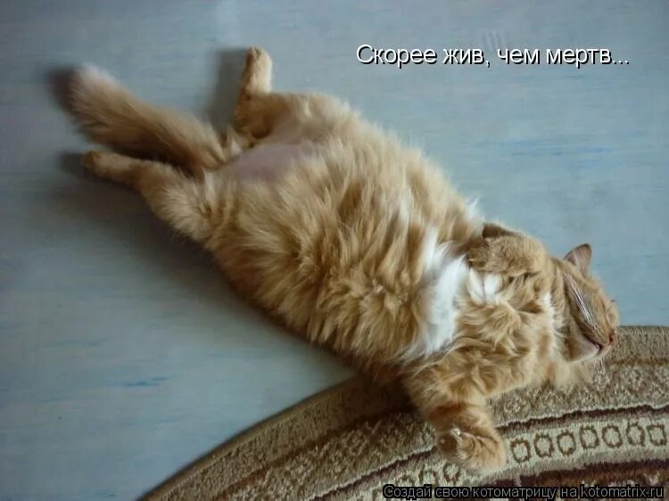 пацент скорее жив чем мёртв. картинка в жизни что то скоро будет меняться. афоризмы николая фоменко. пацент скорее жив чем мёртв. больше денег и ваша жизнь изменится.