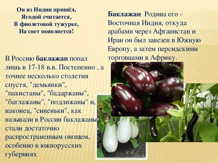 Баклажан. Баклажан это ягода или овощ. Баклажан это ягода или. Биг баклажан. Баклажан это ягода или.
