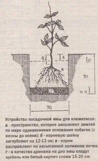 Посадка клематиса корнями