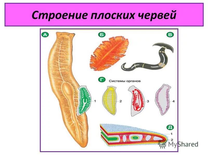 тип плоские черви. строение типа плоских червей. печеночный сосальщик тип червя. тип плоские черви. ресничные черви паразиты.