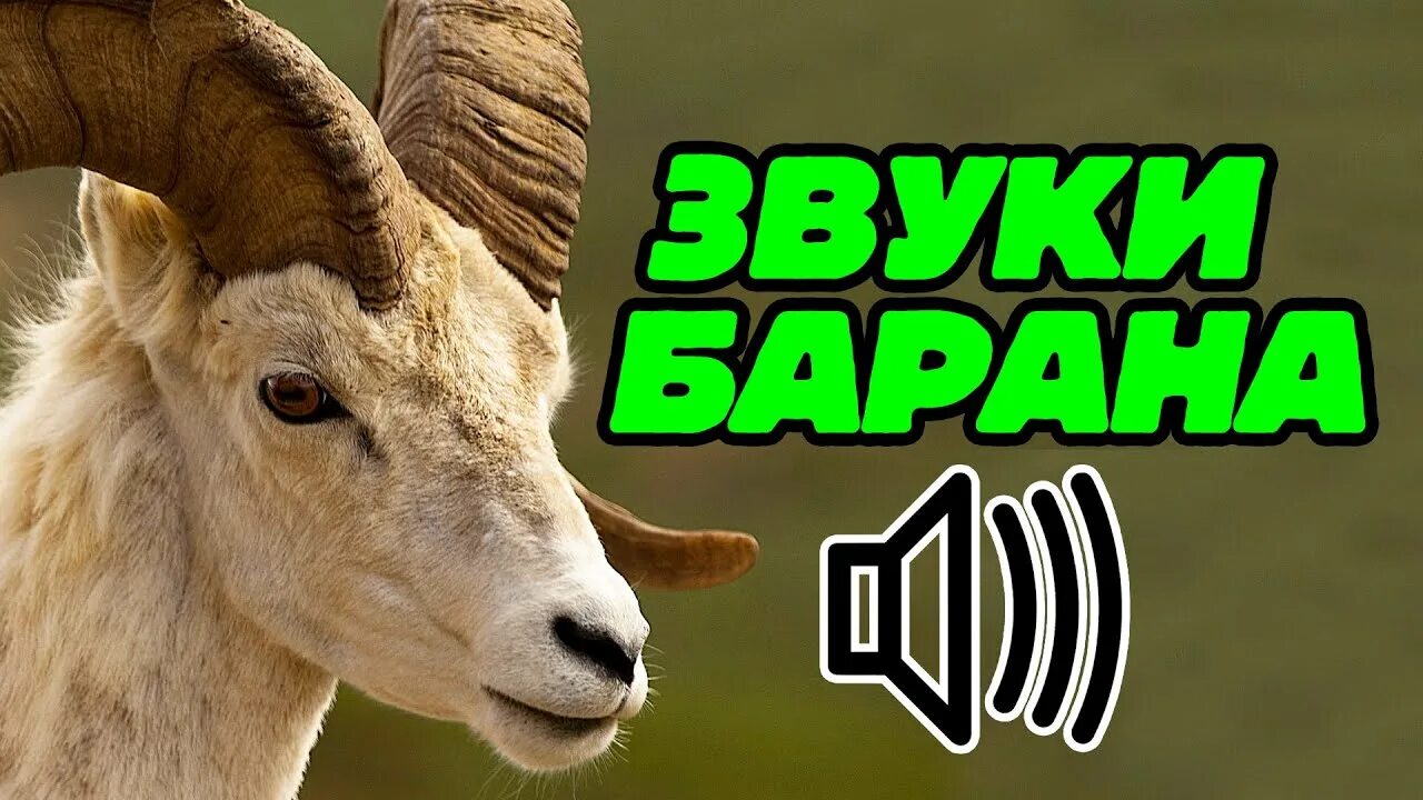 Как говорит баран. Звук овцы. Звук барана. Баран блеет звук. Овечка блеет.