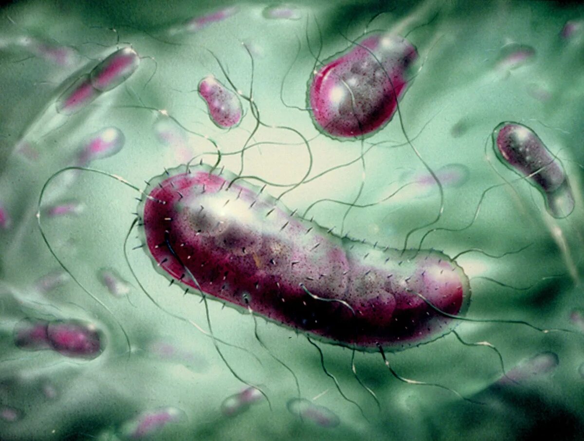 Кишечная палочка половым. Бактерия Escherichia coli. Кишечная палочка Escherichia coli. О микроорганизмы Escherichia coli. Бактерия эшерихия коли.