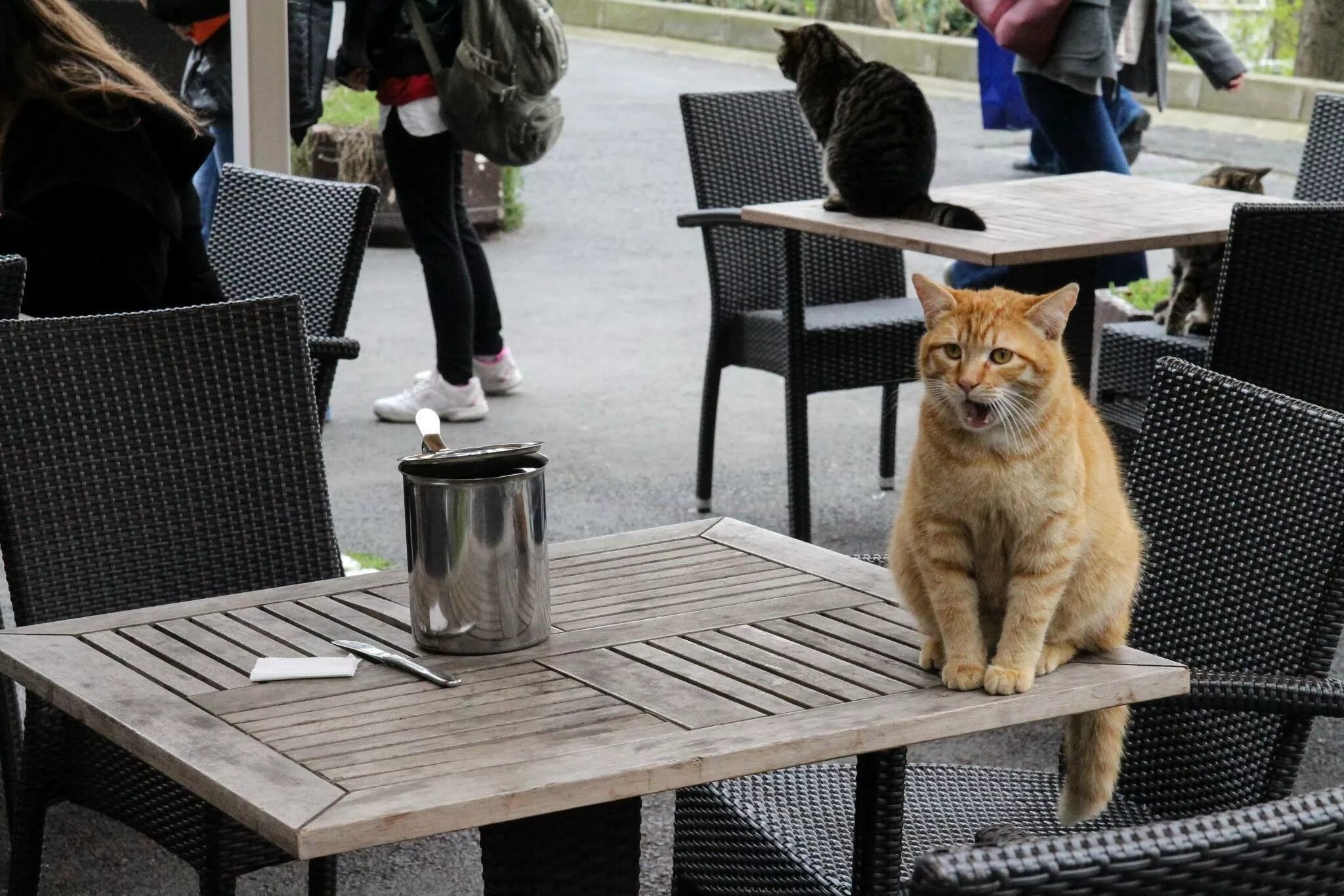 Turkey cats. Город кошек. Турецкие кошки уличные. Коты в Стамбуле. Стамбул город кошек.