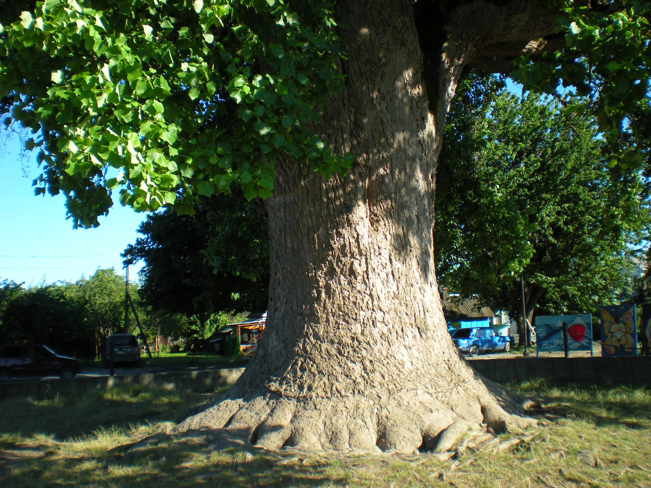 Тюльпановое дерево головинка. Тюльпановое дерево в лазаревском. Тюльпановое дерево в сочи. Тюльпановое дерево краснодарский край фото. Тюльпановое дерево в сочи головинка.