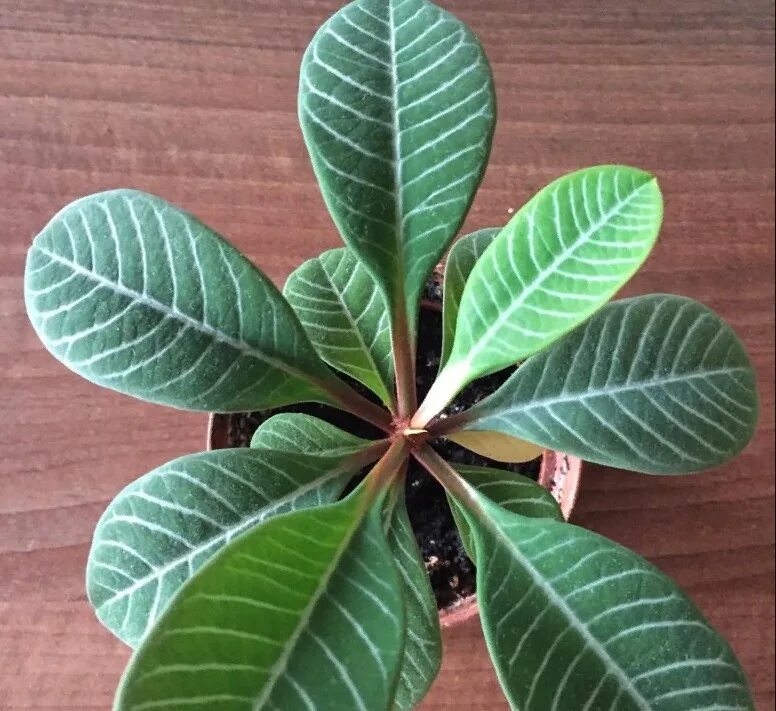 Молочай цветок эуфорбия миля. Молочай милиуса. Молочай беложильчатый (euphorbia leuconeura). Молочайные. Молочай гребенчатый беложильчатый.