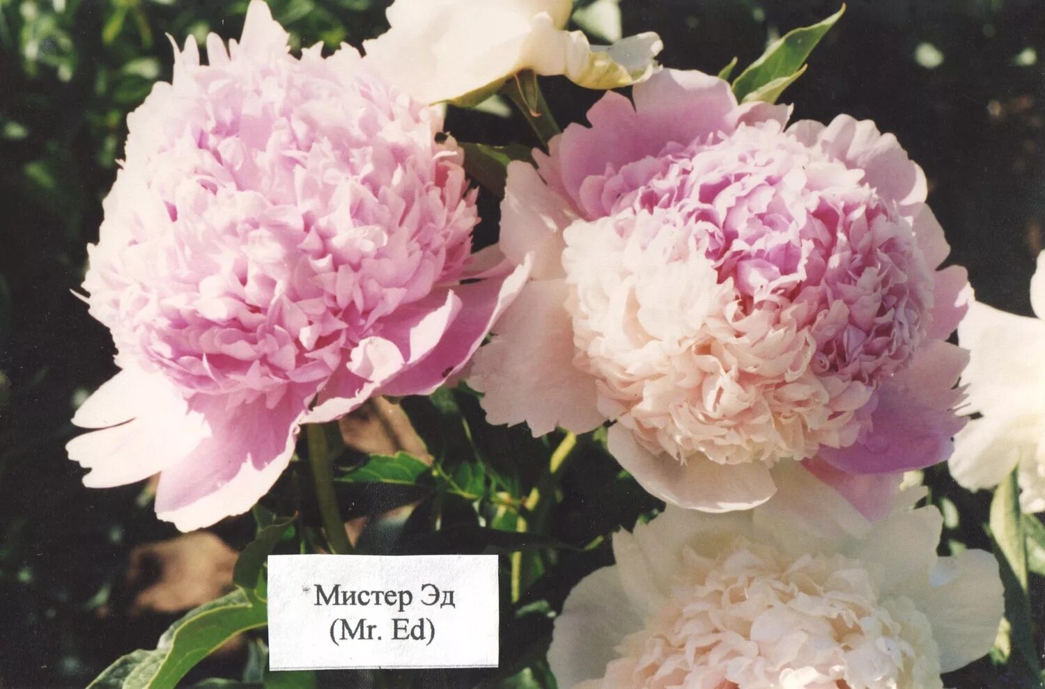 пион молочноцветковый 'mister ed'. пион мистер эд описание. пион травянистый мистер эд. пион молочноцветковый мистер эд. Ed).
