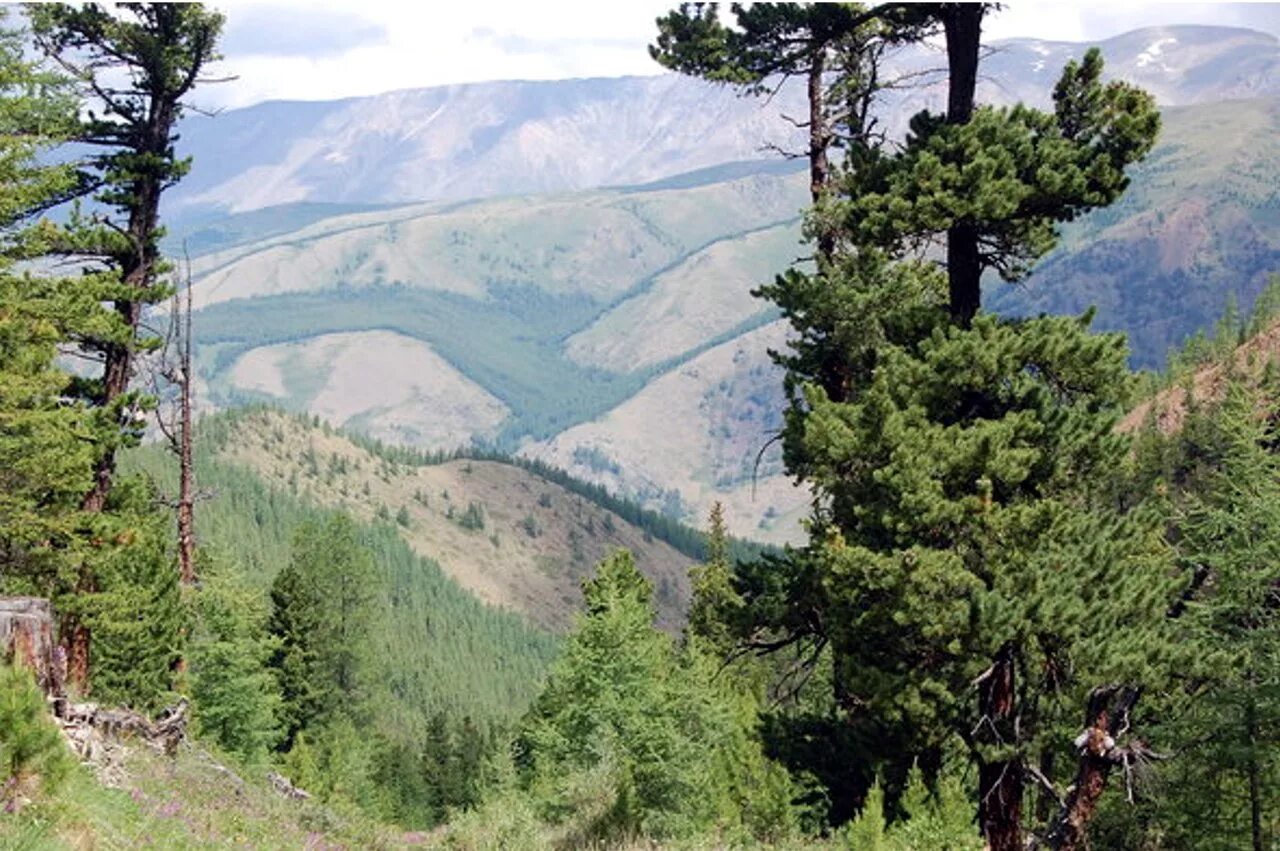 реликтовый кедр алтай. кедр в республике алтай. реликтовый кедр алтай. тайга бурятии кедрач. хвойник кедр сибирский.