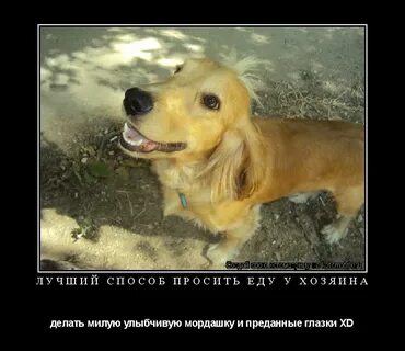 Будешь мило улыбаться