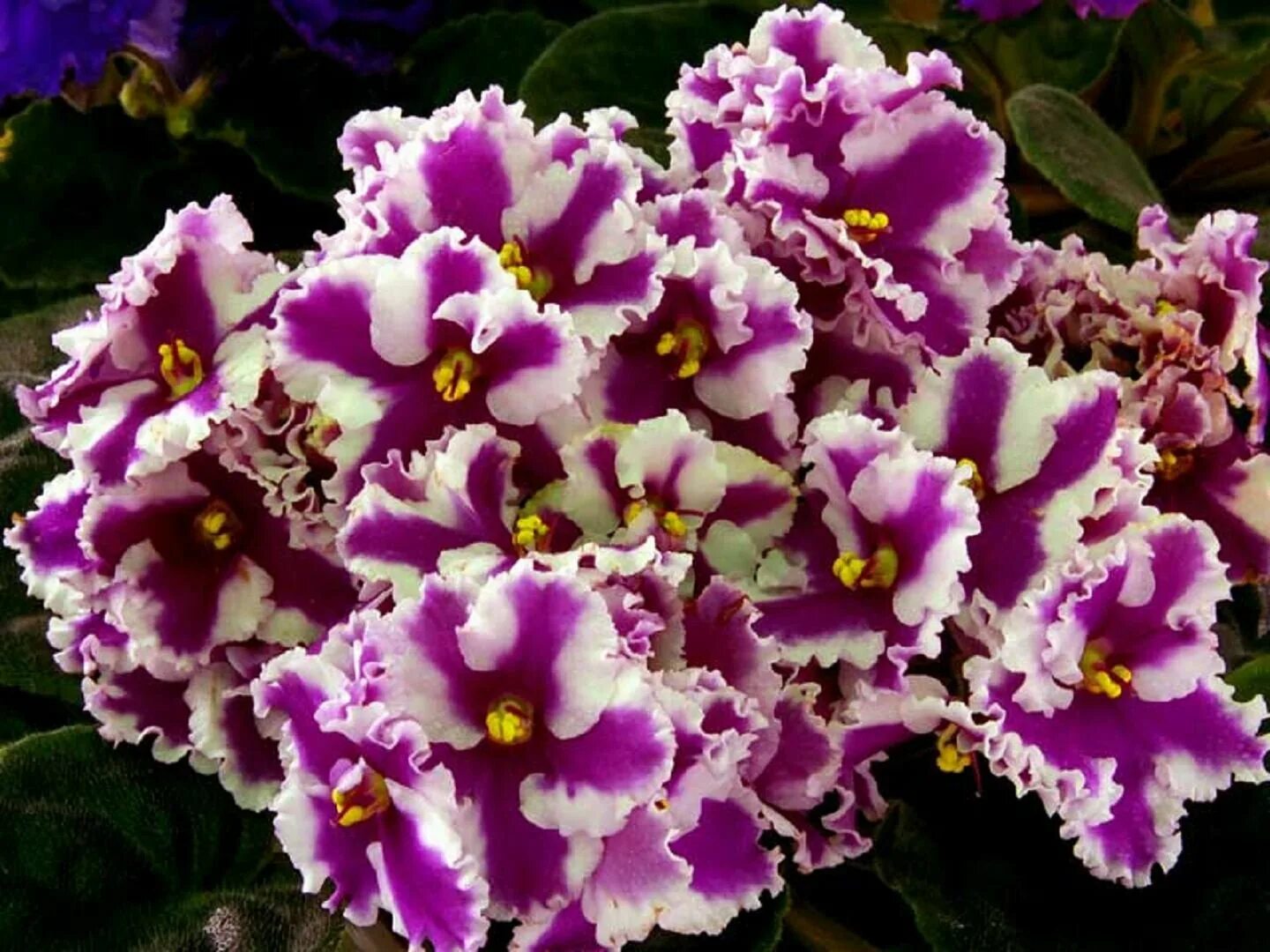 Фиалка химера. Фиалка harmony's little stinker. Химер растение. Сенполия химера. Фиалки сенполия химера.