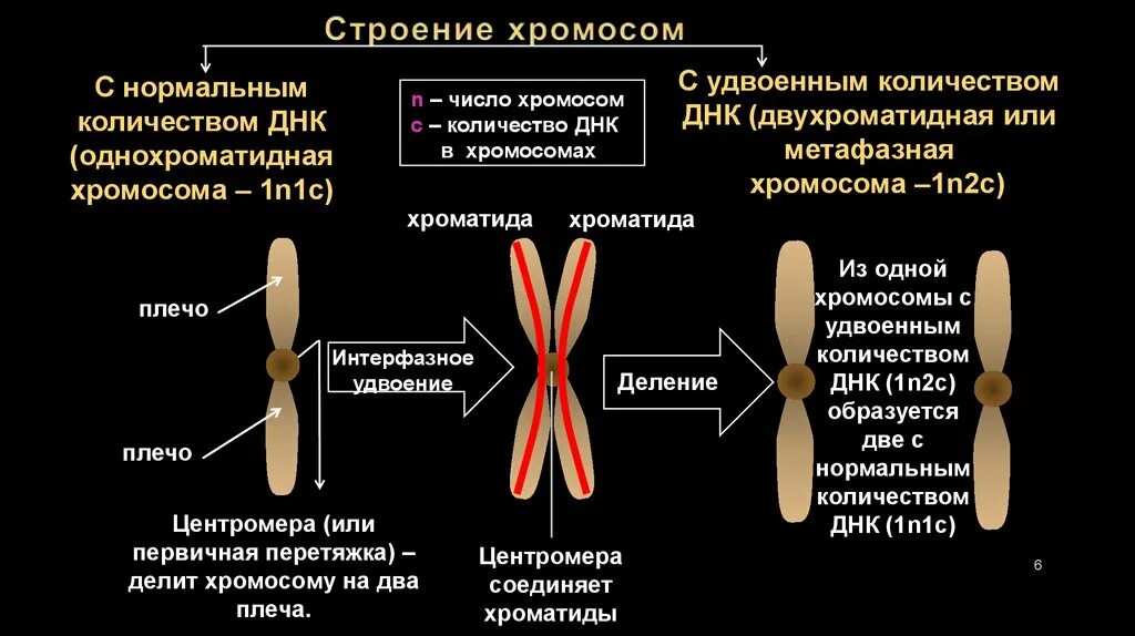 Образование четырех клеток образование однохроматидных хромосом