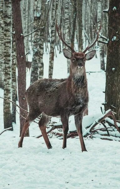 Городец олени. Копорье Городецкий район олени. Олени Копорье Нижегородской. Заповедник с оленями в Городецком районе Нижегородской области. Олени в Городецком районе Нижегородской области.