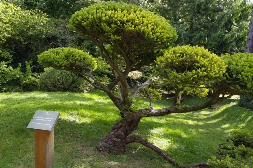 Love the tree, landscapes, and pavers...courtesy of houzz.com Japanese maple gar
